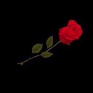 Meet your Posher, Nicholas